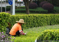 花农写真,耕耘花海，绽放生命色彩