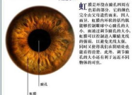 虹膜写真,虹膜写真下的独特人生故事