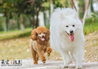 宠物写真富阳,萌宠瞬间，定格幸福时光