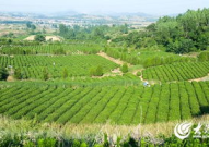 茶场写真,茶场写真里的自然画卷