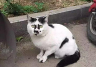 怪猫写真,探寻未知生物的神秘面纱
